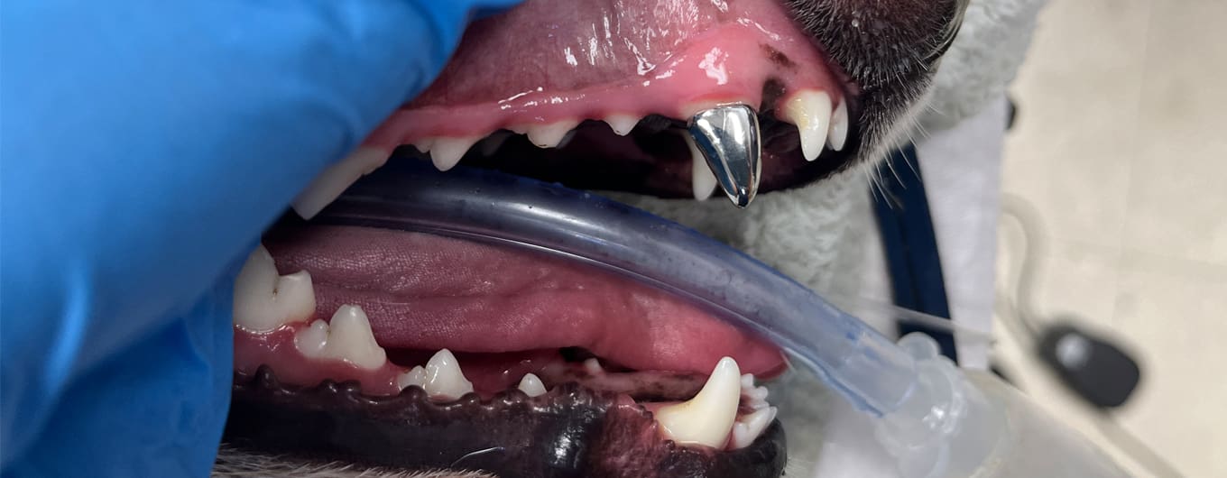 dog tooth restoration