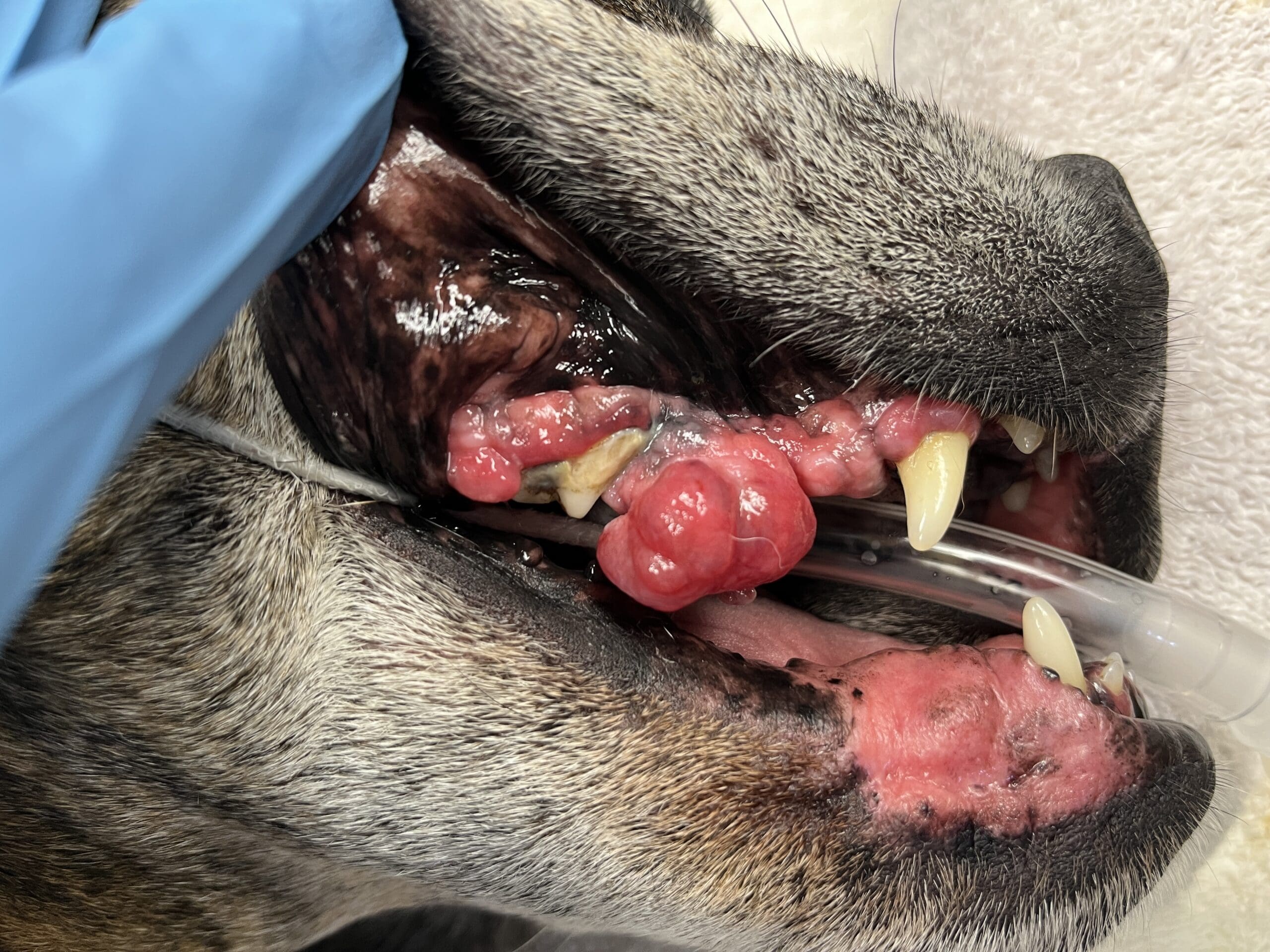 oral tumors in cats and dogs