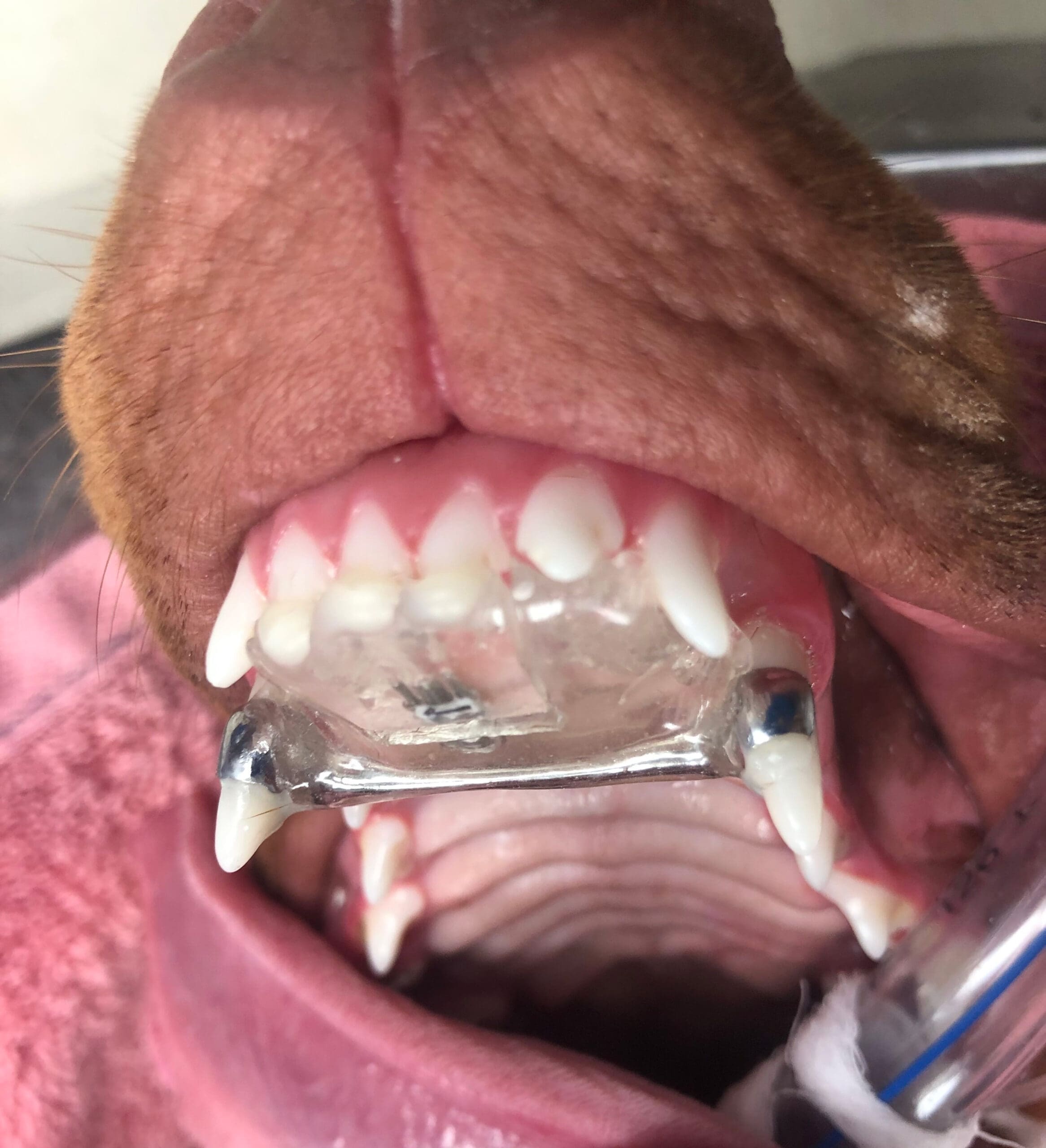 dog and cat orthodontics