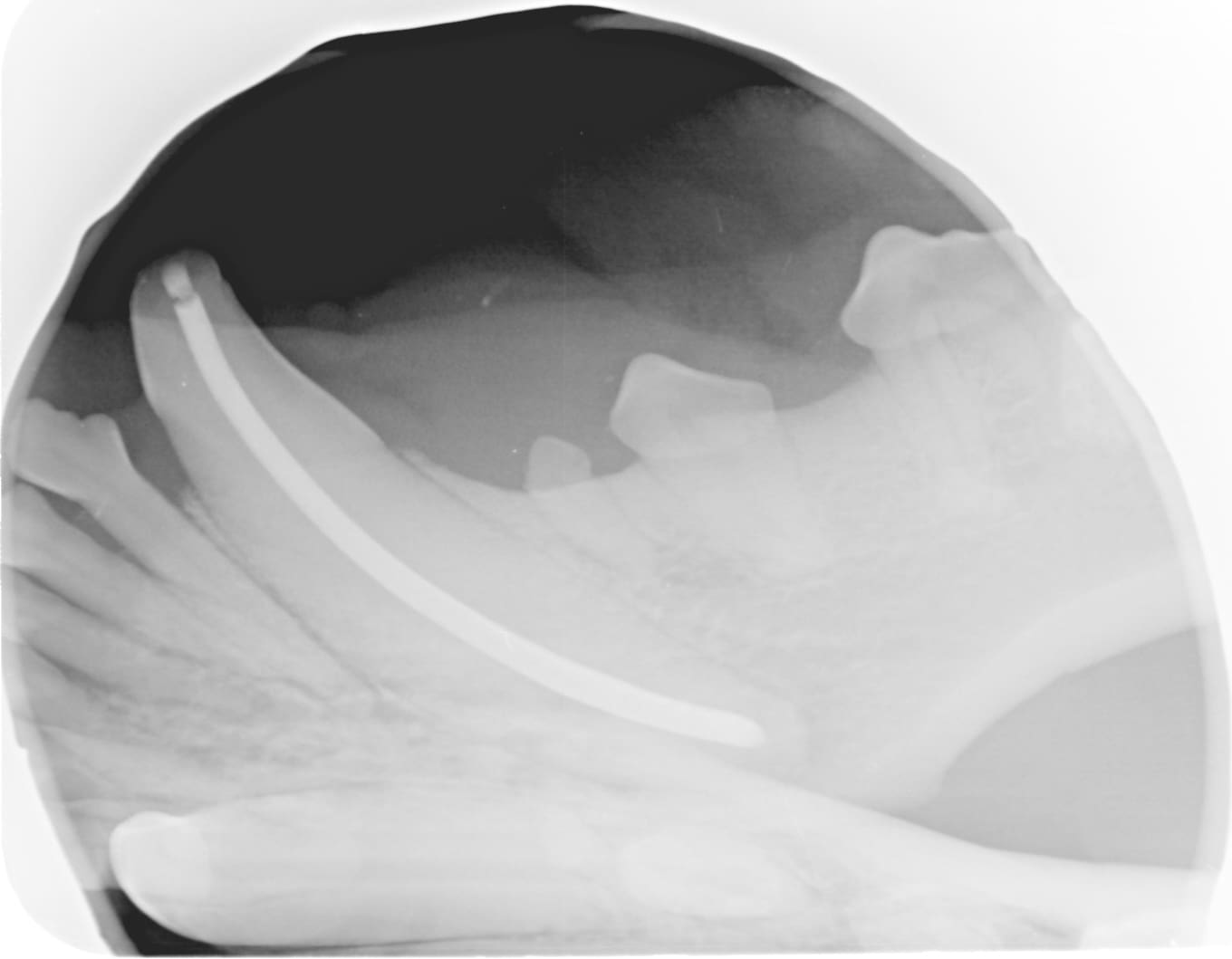 dog and cat root canal