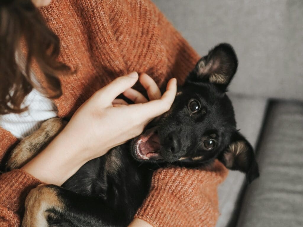 board-certified veterinary dentist