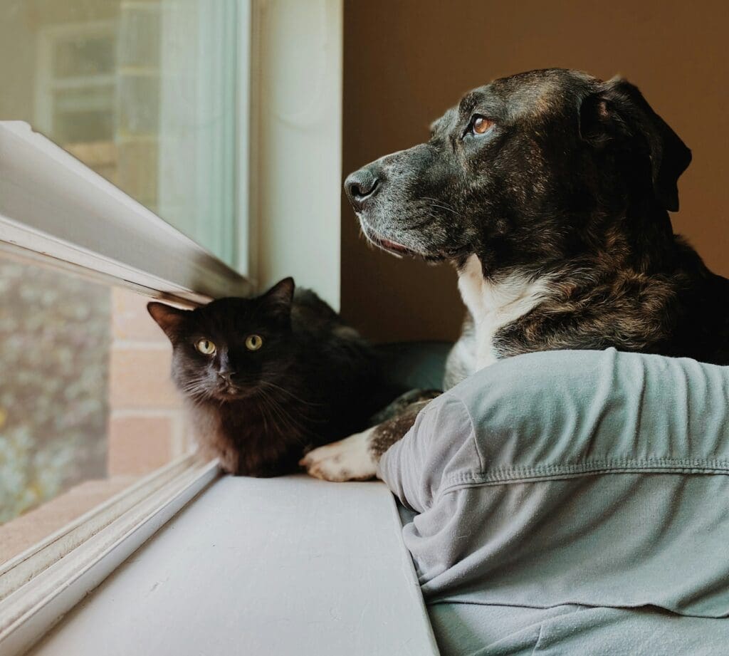 pet veterinary dentist