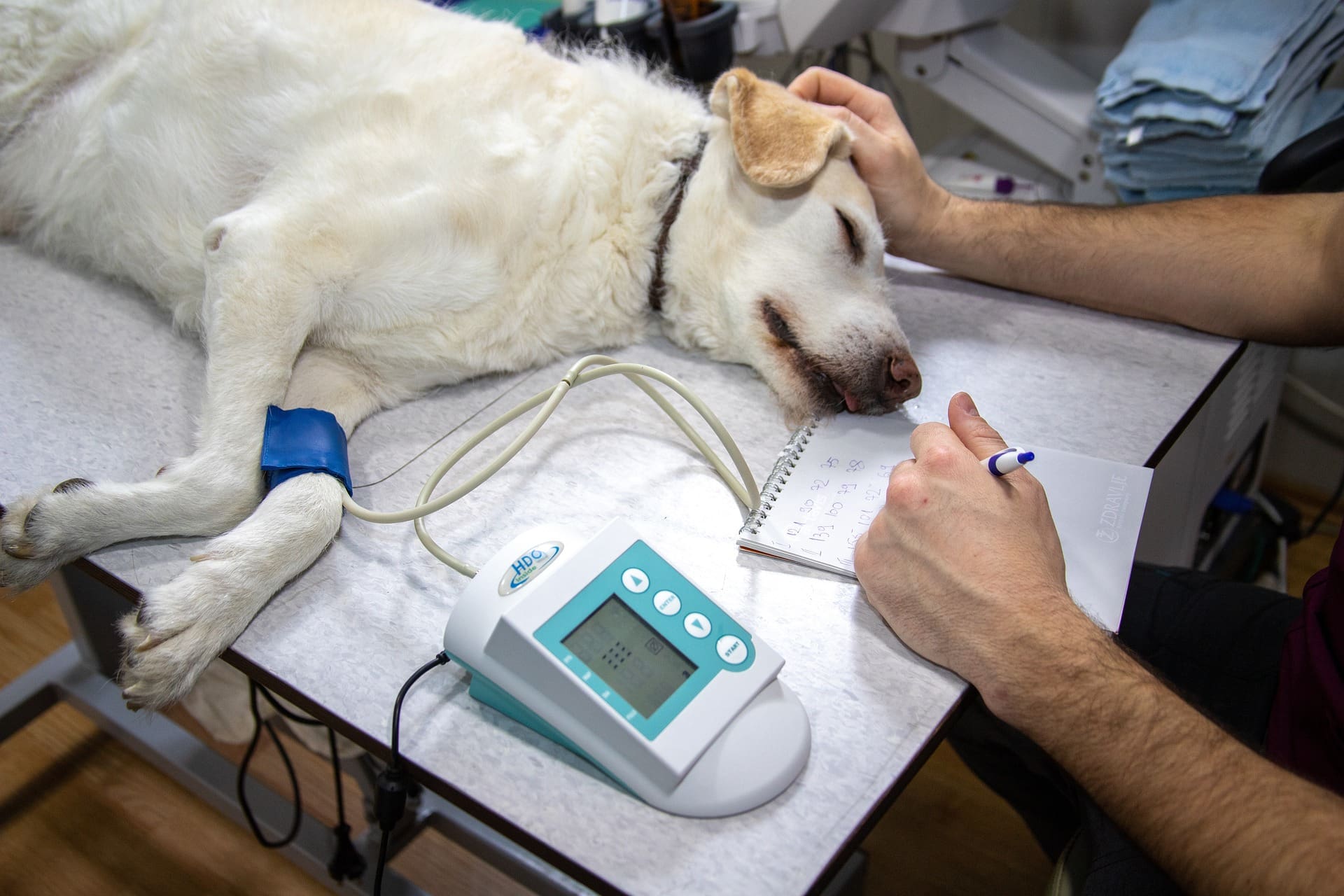 pet dental procedures with anesthesia