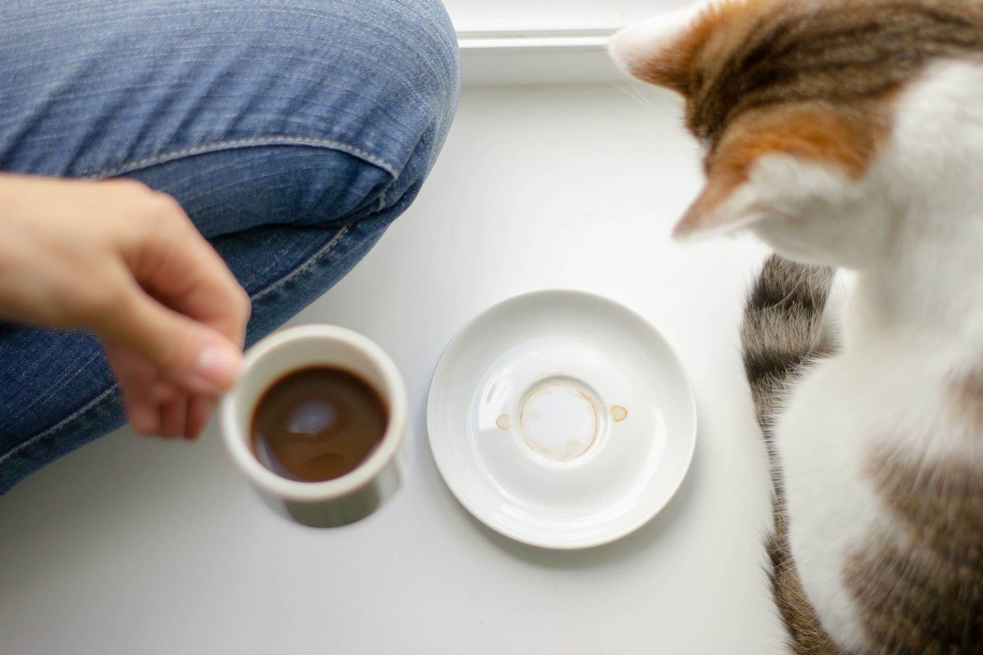 A person is holding a cup of coffee, while a cat looks at the empty plate on the floor.