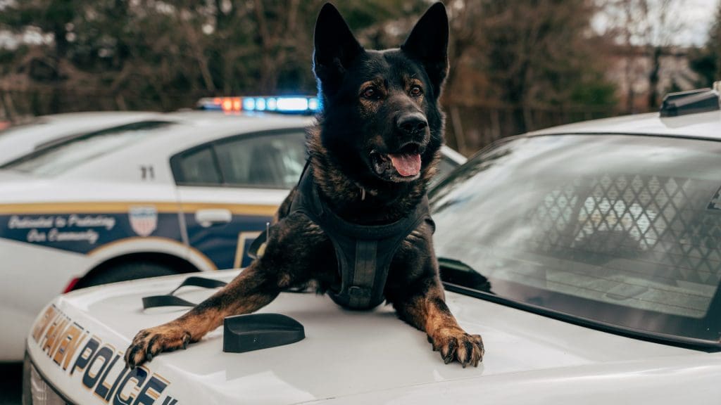 A police trained German Shephard is laying on the hood of a police car.