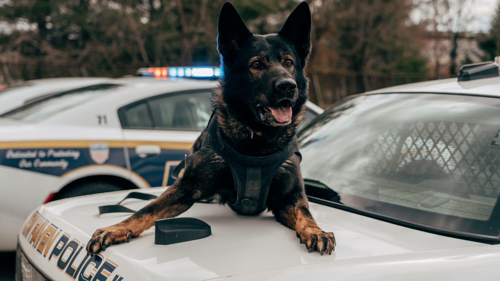 A police trained German Shephard is laying on the hood of a police car.