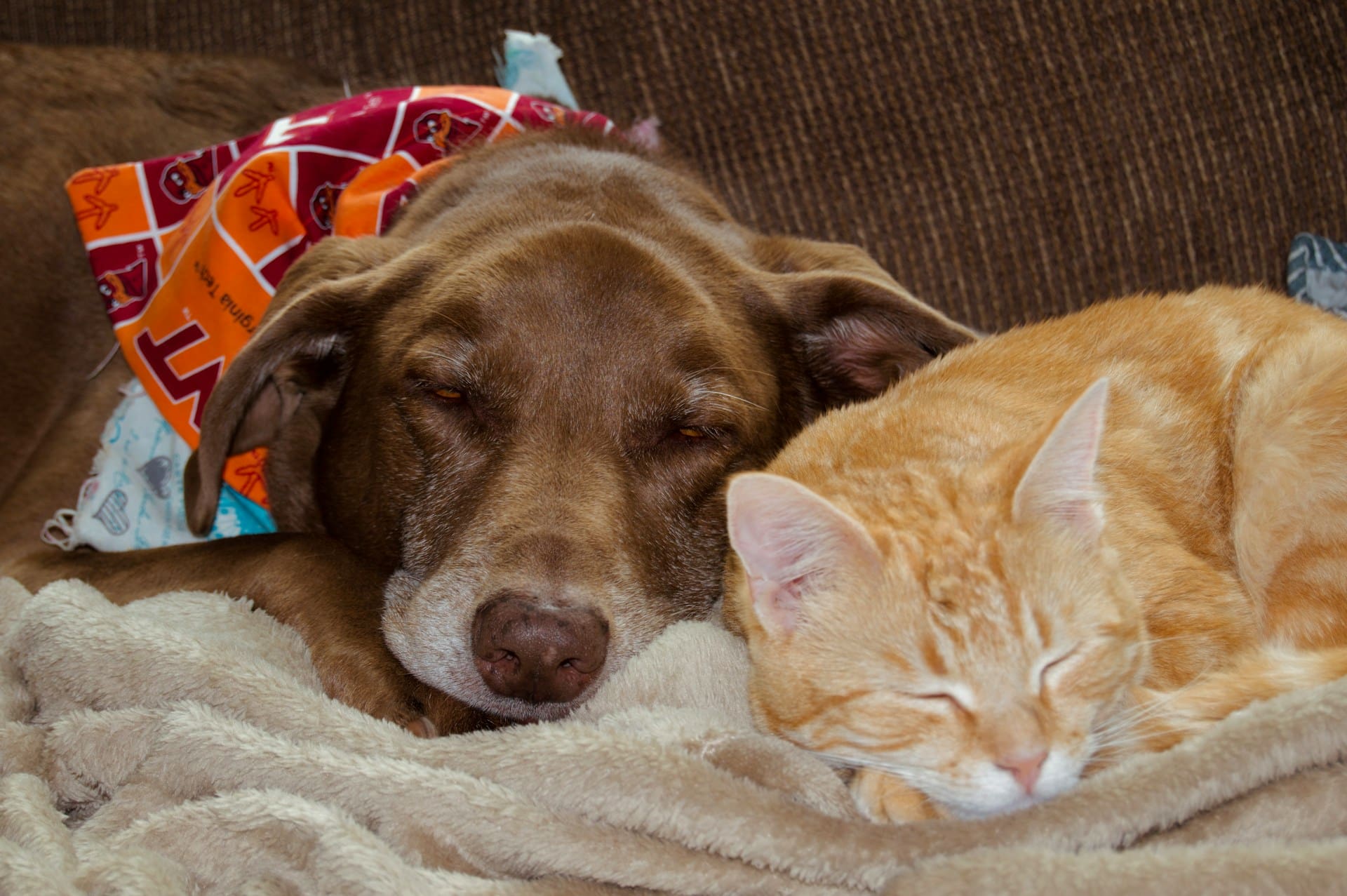 A brown dog and an orange cat are sleeping next to each other.