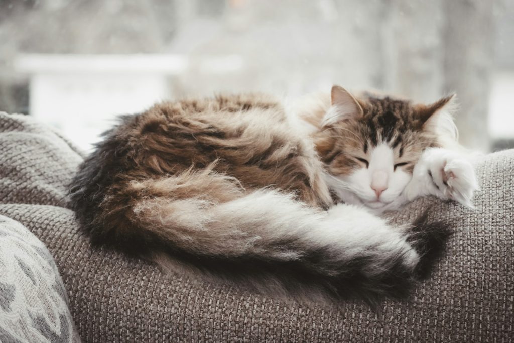 A cat is sleeping on the back of a couch