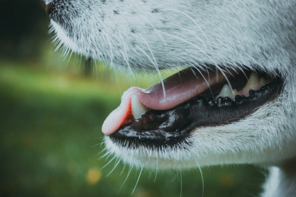 dog teeth in need of home dental care