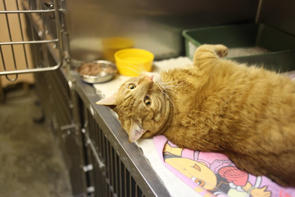 a cat is waiting in a cage in the back of the vet clinic waiting for their procedure