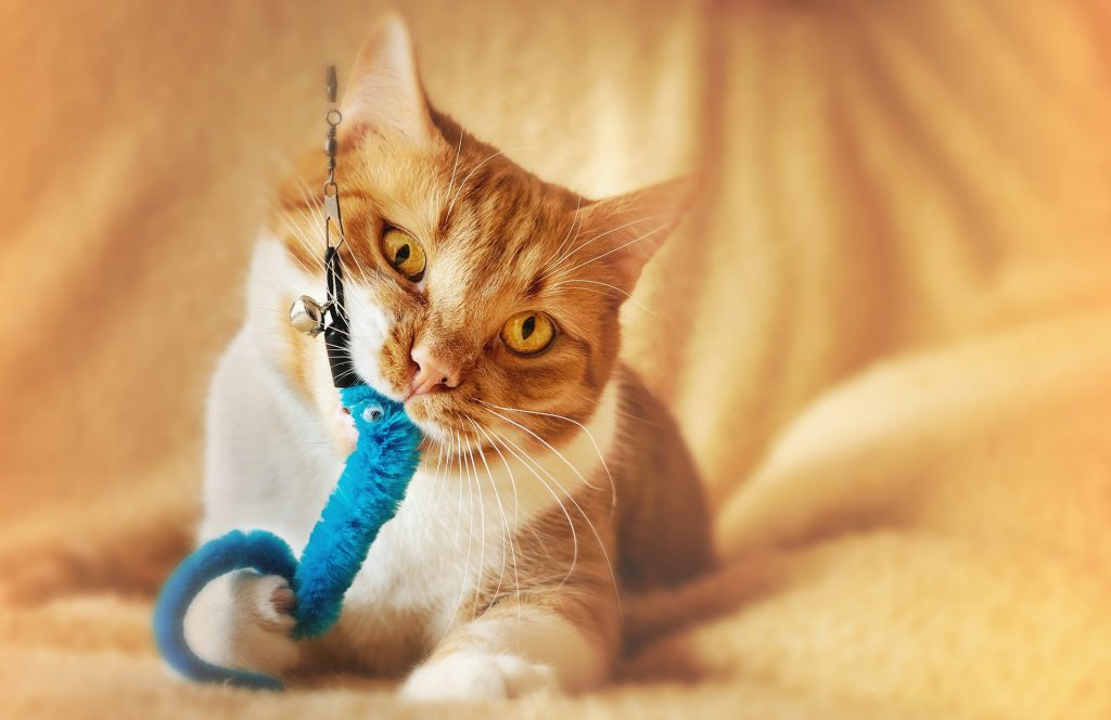 an orange cat is playing with a blue hanging toy
