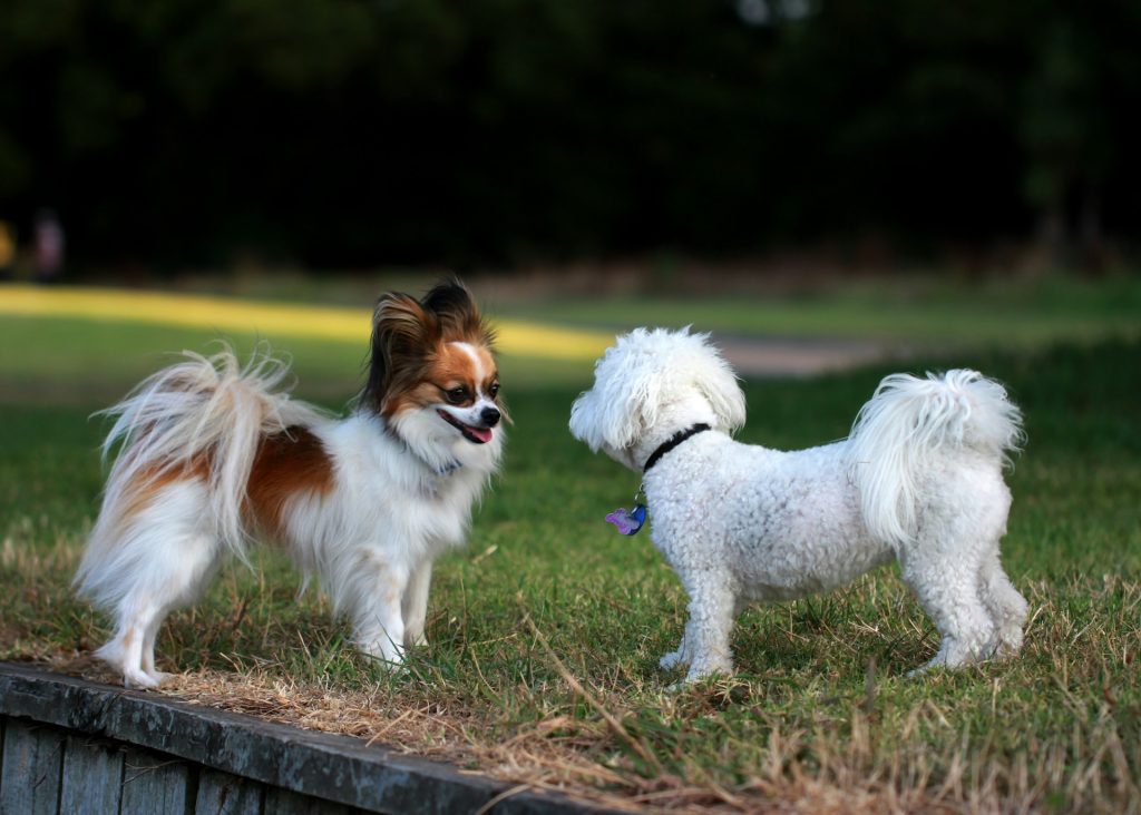 two small dogs are standing together at a park