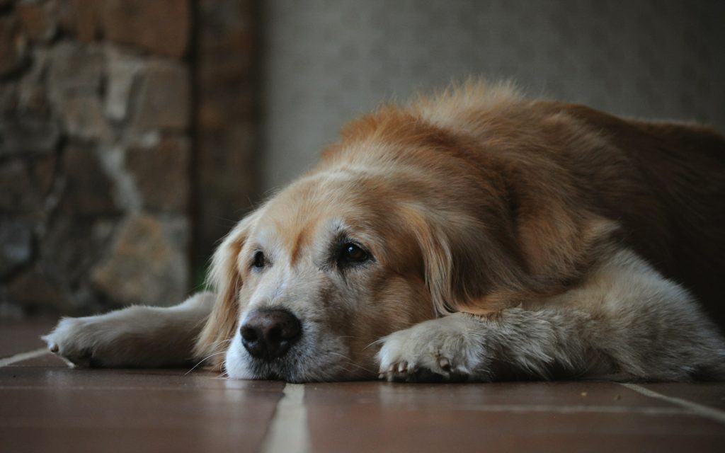 a senior dog is laying on the floor resting