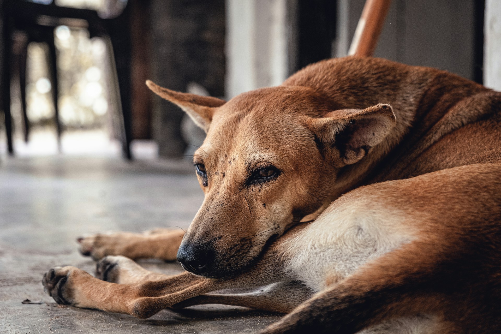 A dog is laying down on the floor looking sad from possible dental pain