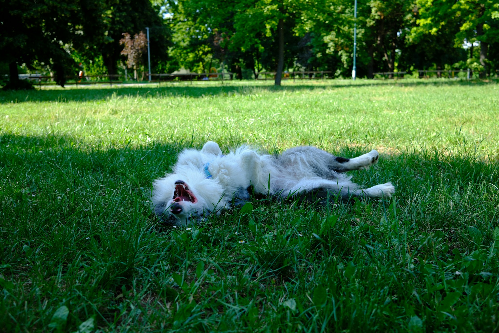 a dog is rolling around playing in the grass
