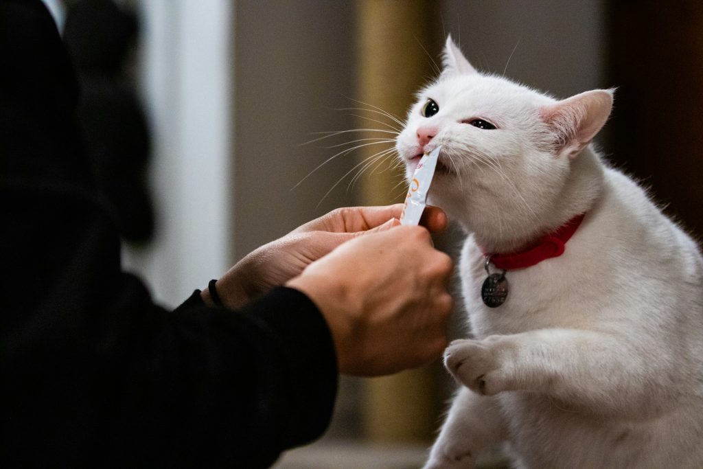 a cat's owner is feeding her a liquid squeeze-up treat while giving her cat medicine