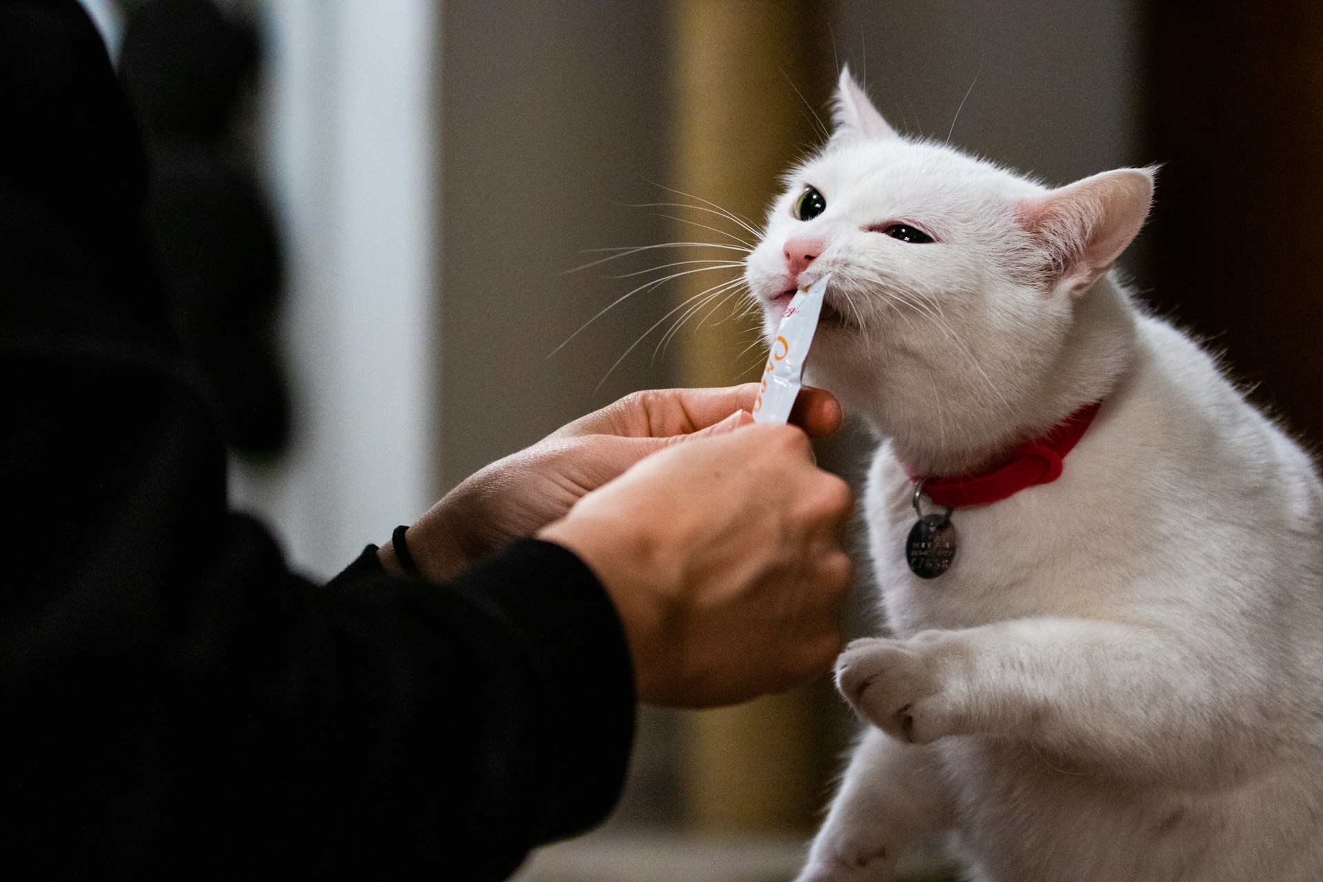 a cat's owner is feeding her a liquid squeeze-up treat while giving her cat medicine