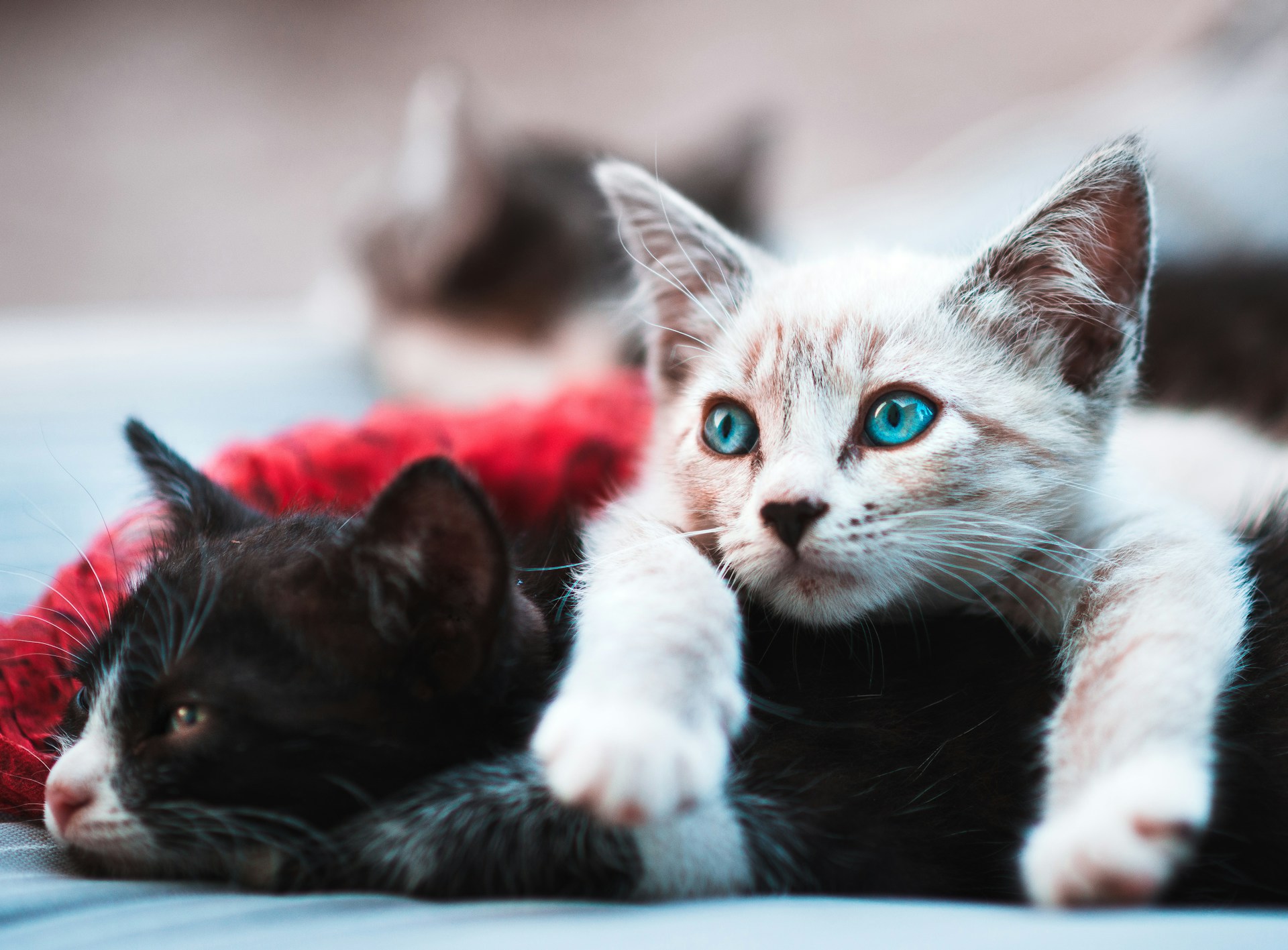 A black cat is laying on the floor with another cat laying on top of her