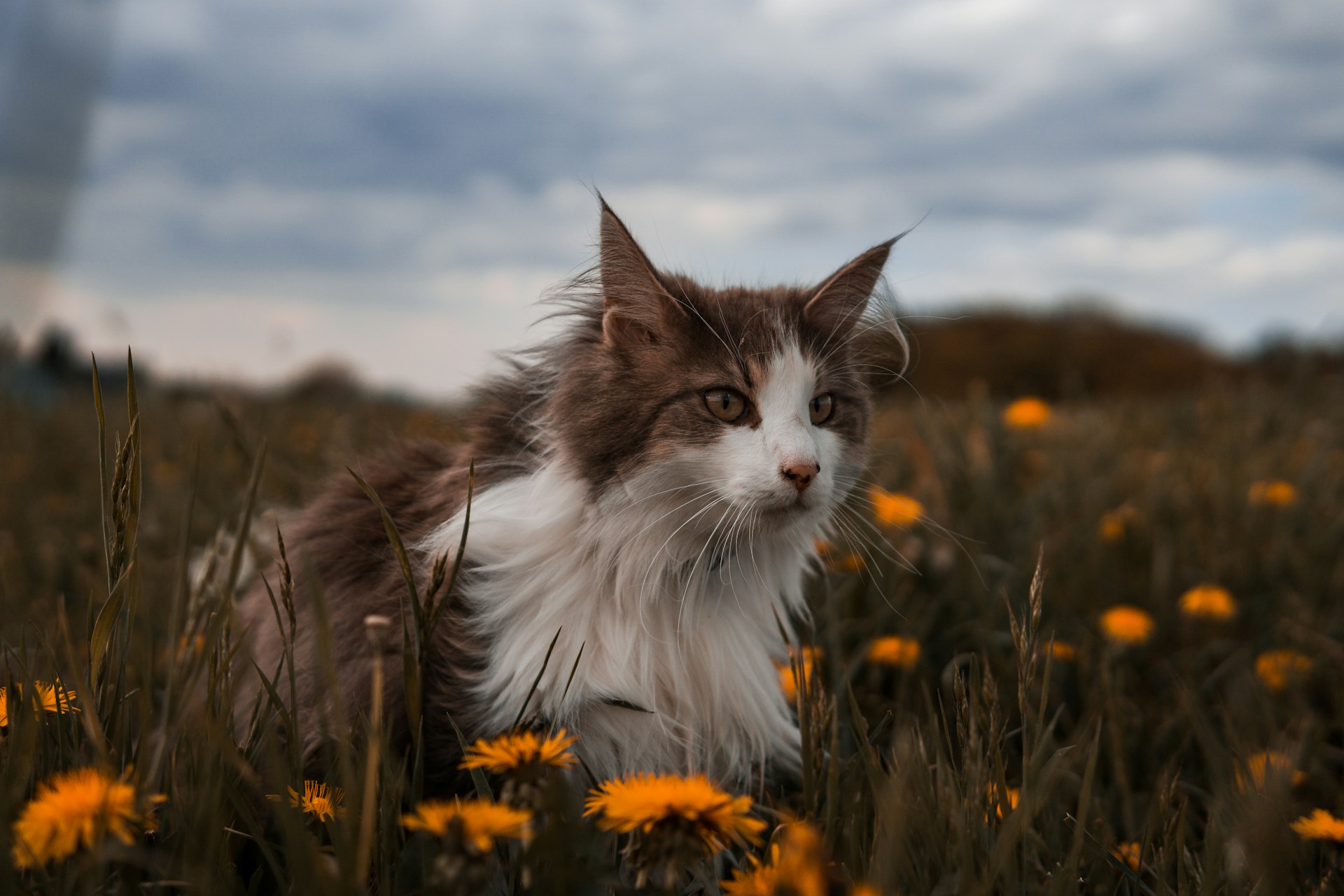 a cat is sitting outside in a field with weeds and orange flowers