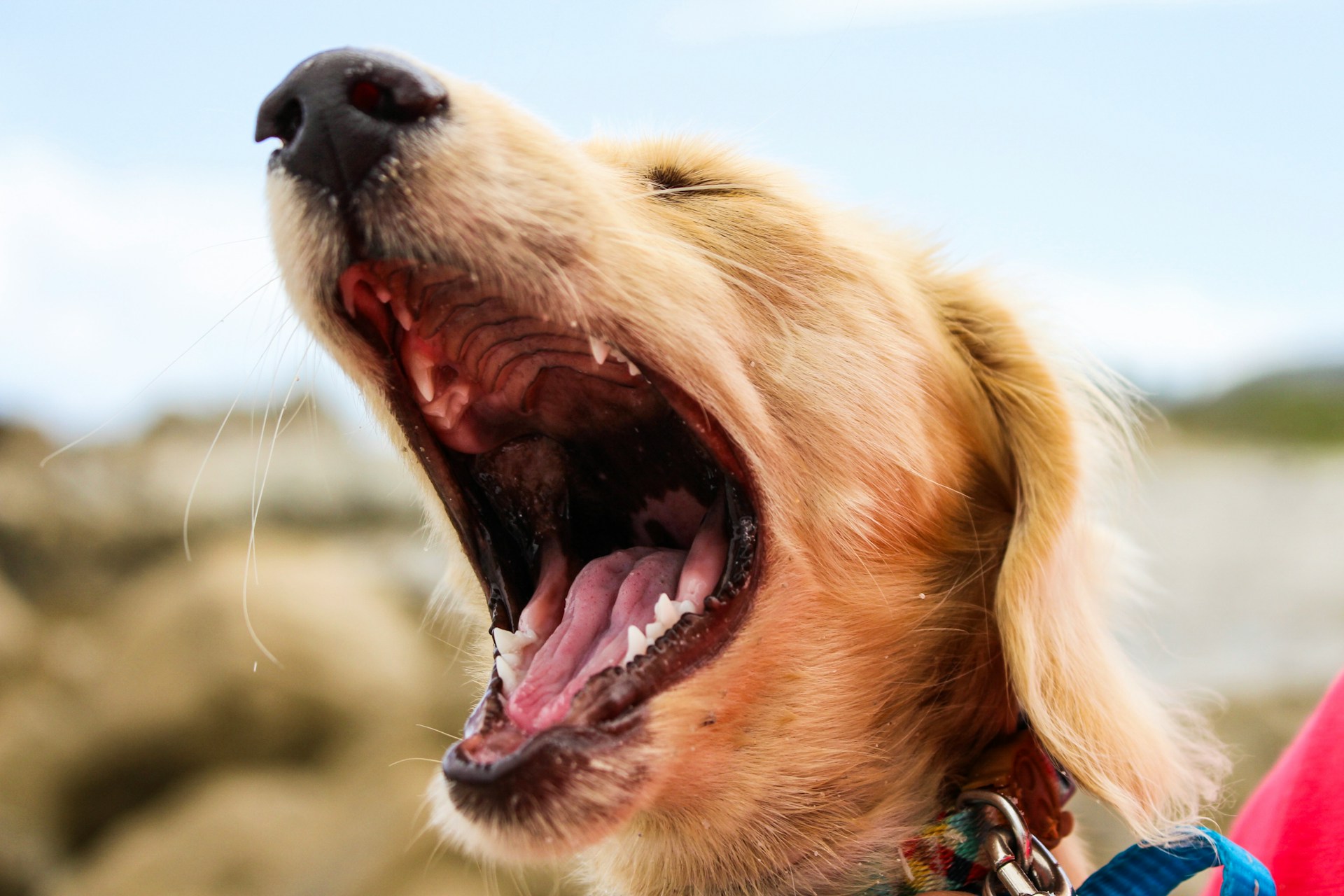 a dog yawning outside after a long day of playing
